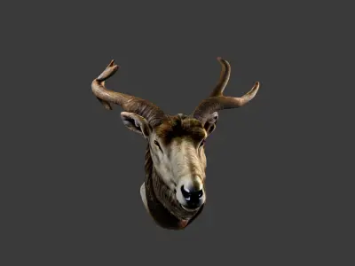 Deer Animal Head Low-poly 3D model order