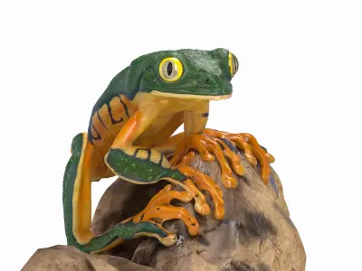 Splendid Leaf Frog Animated 3D model