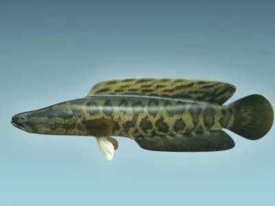 Snake Head 3D model buy