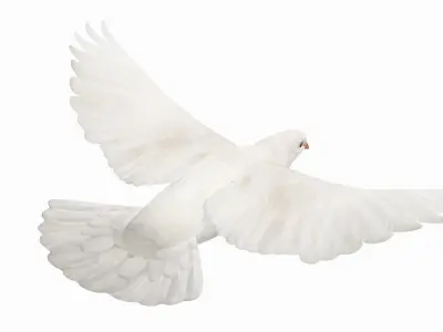 Pigeon Low-poly 3D model 4