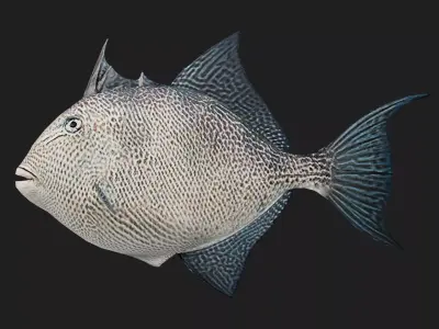 Filefish Low-poly 3D model buy