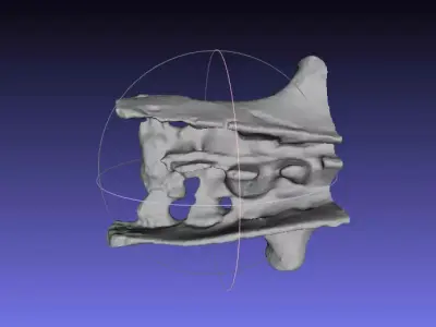 Psittacosaurus Sacrum and Ilium Free 3D print model