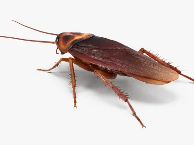 Cockroach Rigged for Cinema 4D 3D model