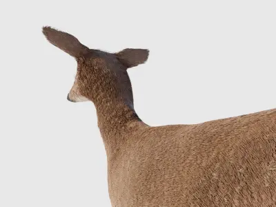 Realistic Deer with Fur Low-poly 3D model
