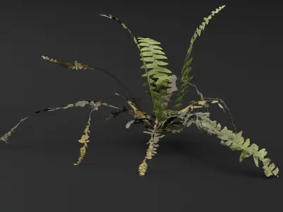 Bracken Fern Plant 3D model