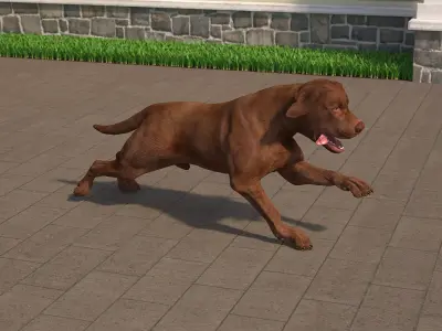 Running Brown Retriever Dog Animated Rigged for Maya 3D model