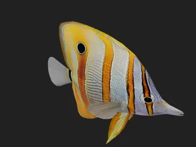 Butterflyfish Low-poly 3D model buy