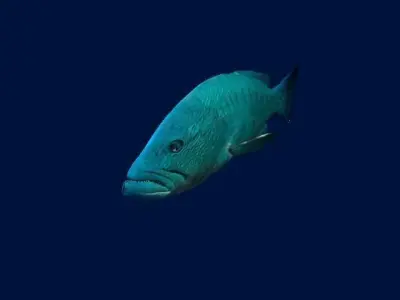 Bass Fish 3D model purchase