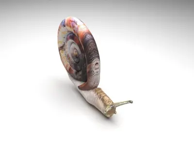 Snail 3D model order