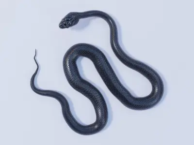 Animated Black Rat Snake 3D model