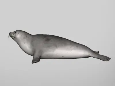 seal 3d model 3D model
