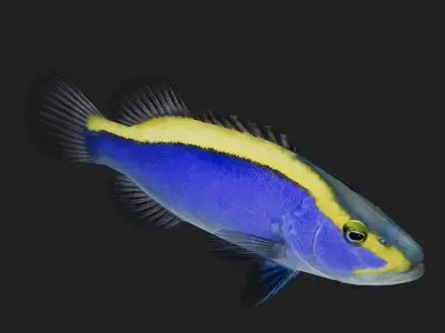 Bass fish Low-poly 3D model 7