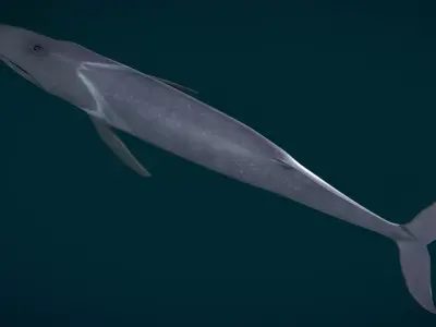  Fin Whale Animated Low-poly 3D model