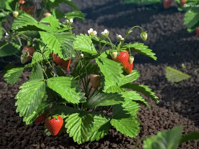 Strawberry Plant Bush with Fruits 3D model