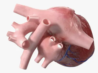 Human Heart Cross Section Anatomy Red 3D model