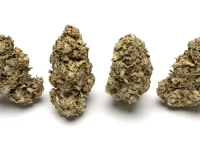 Cannabis Buds 3-Pack
