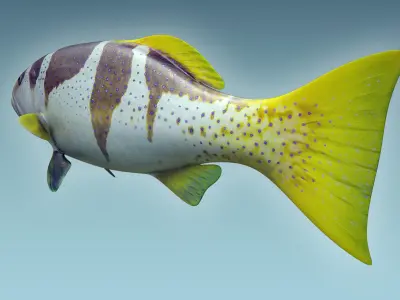 Plectropomus Laevis 3D model