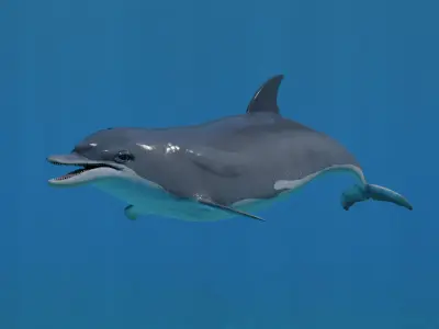 Dolphin Animated Old Low-poly 3D model