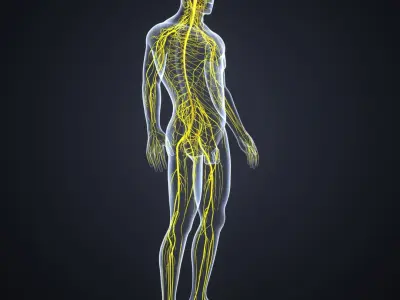 Brain with Nervous system 3D model