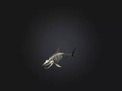 Realistic Shark Skeleton Model Low-poly 3D model