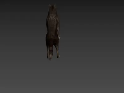 wolf model raccoon 3D model