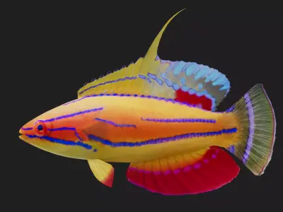 Wrasse Low-poly 3D model 6