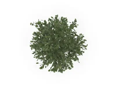 Plant Low-poly 3D model