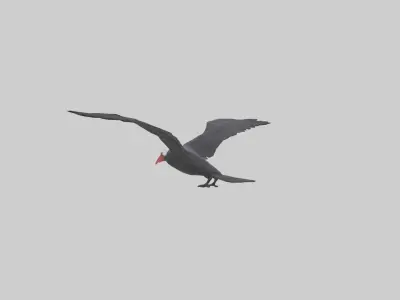 Frigatebird soaring model 3D model
