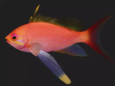 Serranidae Low-poly 3D model shop