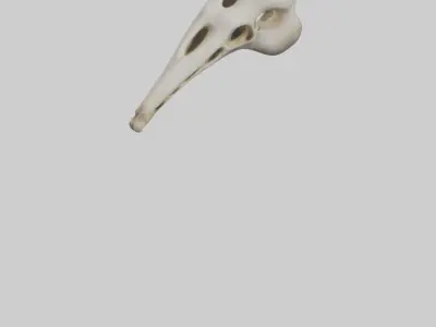 Giraffe Vertebrae Low-poly 3D model