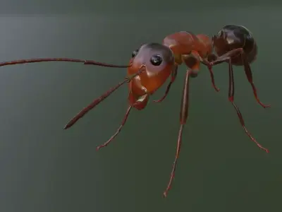 RedAnt 3d ant Low-poly 3D model