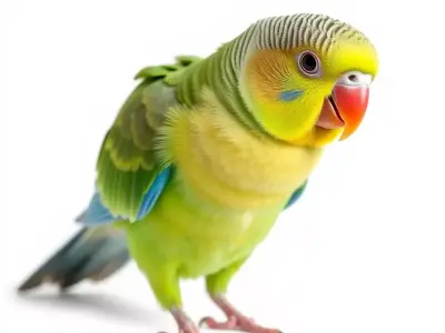 Colorful Parrot model pack Low-poly 3D model purchase