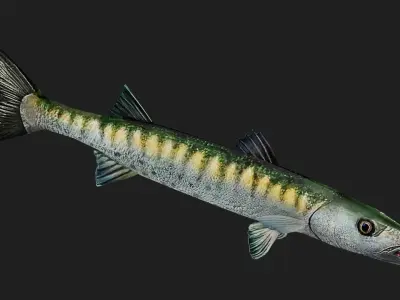 Barracuda Low-poly 3D model