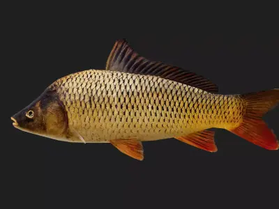Carp fish Low-poly 3D model get