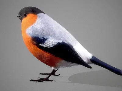 Bird Bullfinch 3D model 3D model