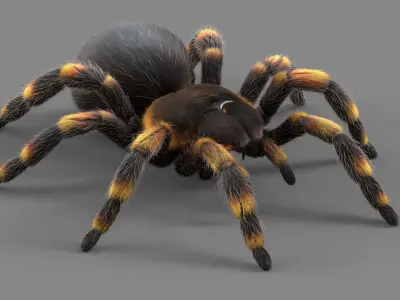 Tarantula Spider Rigged Xgen 3D model