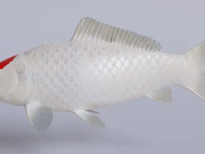 Koi Carp Pack 3D model