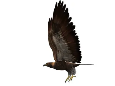 eagle 3d rig model 3D model