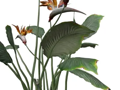 Bird of Paradise Flower - 08 - 3D model