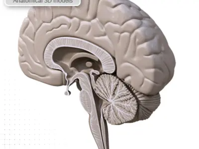 BRAIN Section MR 3D model