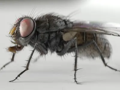 Housefly rigged and animated for Cinema 4d 3D model