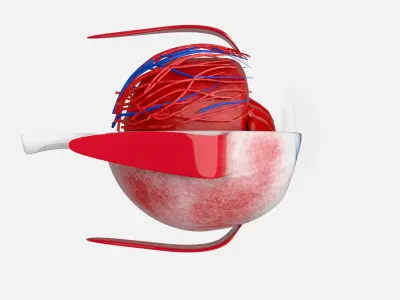 Eye anatomy 3D model