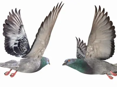 Pigeon Low-poly 3D model 5