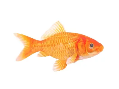 Goldfish 3D model order