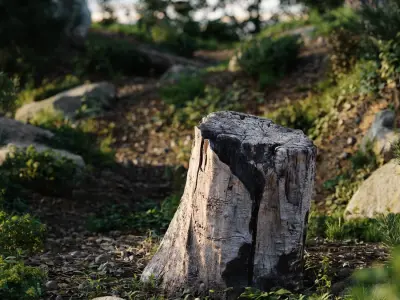  Medium Burned Cut Deciduous Stump Model 