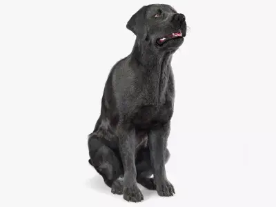 Black Begging Labrador Dog Fur Animated Rigged for Cinema 4D 3D model purchase