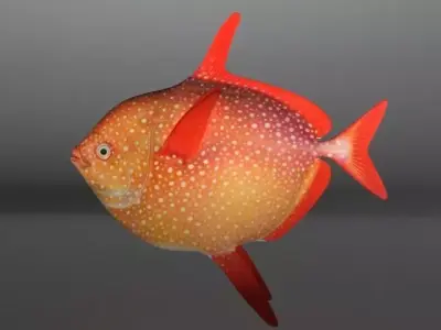 Lampris guttatus Fish Low-poly 3D model
