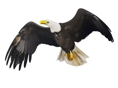 eagle 3D model purchase