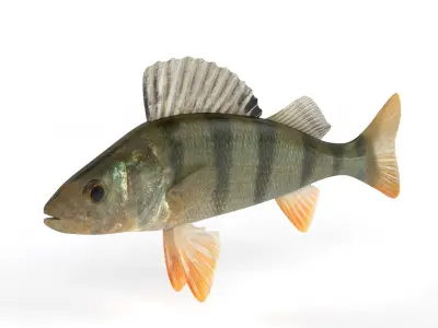 Perch Fish 3D model get