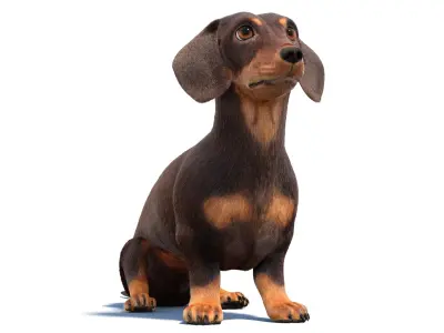 Animated Dachshund Fur 3D model